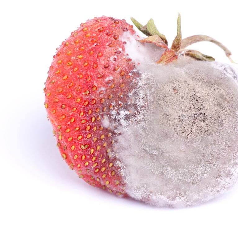 fuzzy strawberry