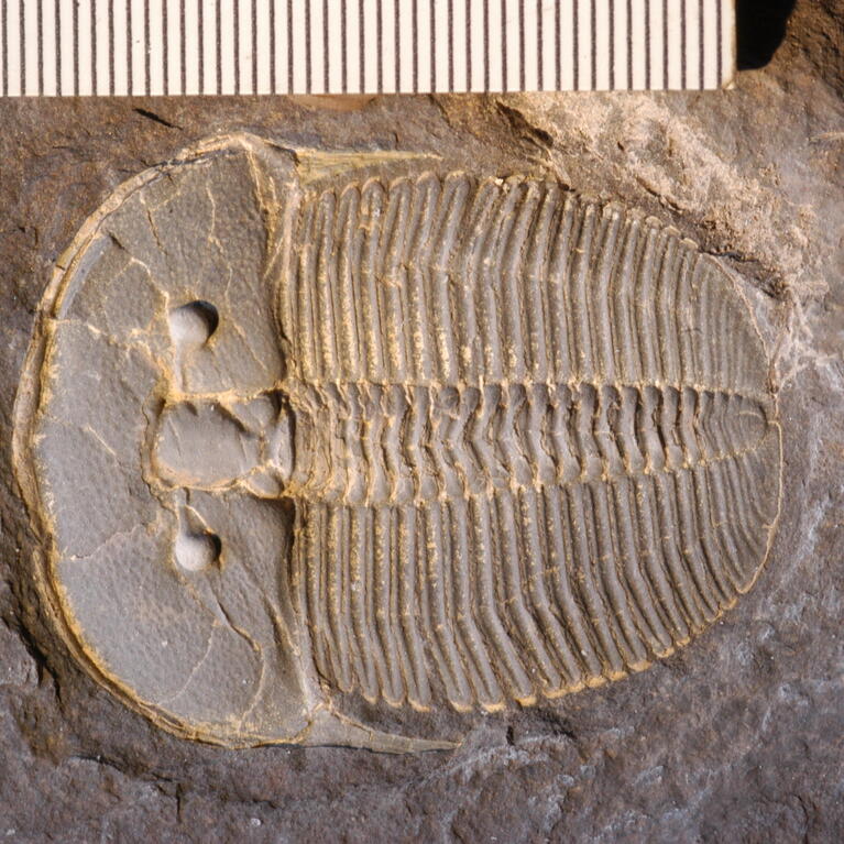 trilobite fossil