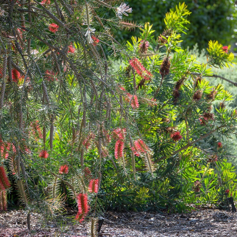 bottlebrush tree at UCRBG