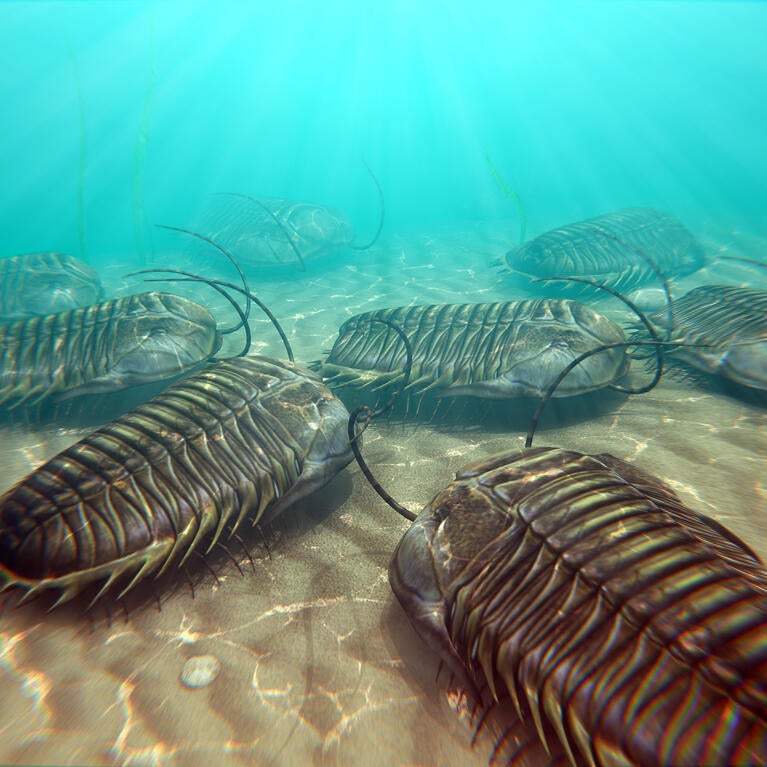 trilobites scavenging