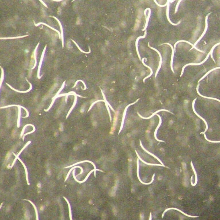 microscope image of new nematode species
