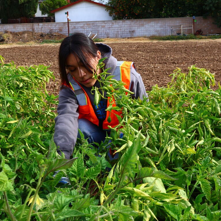 UC Riverside College Corps fellow. 