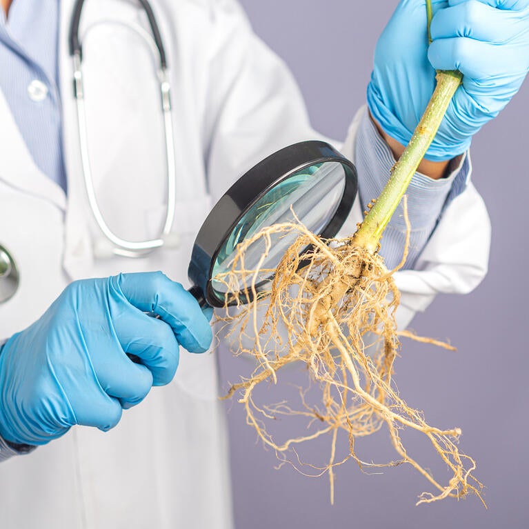 scientist examining plant roots
