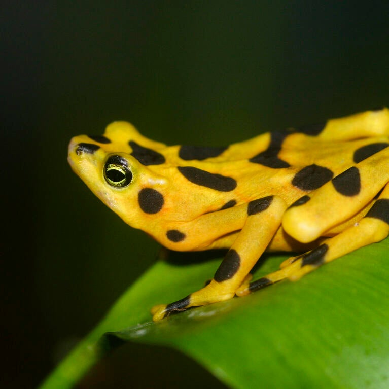 endangered golden frog
