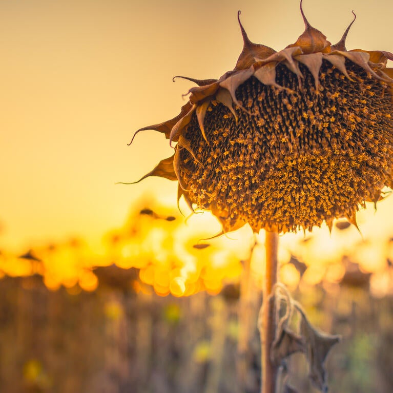 dehydrated sunflower