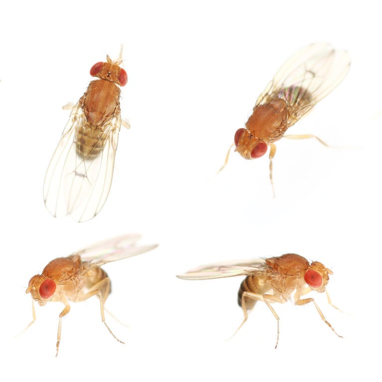 fruit flies