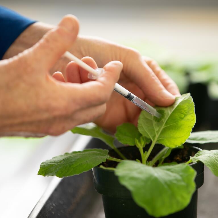 scientist injecting plant