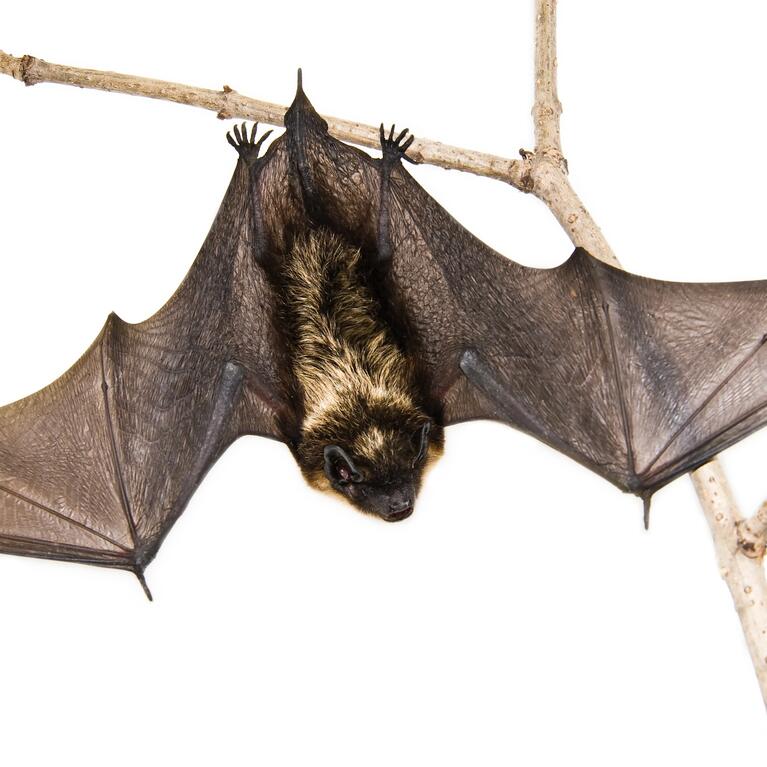 bat