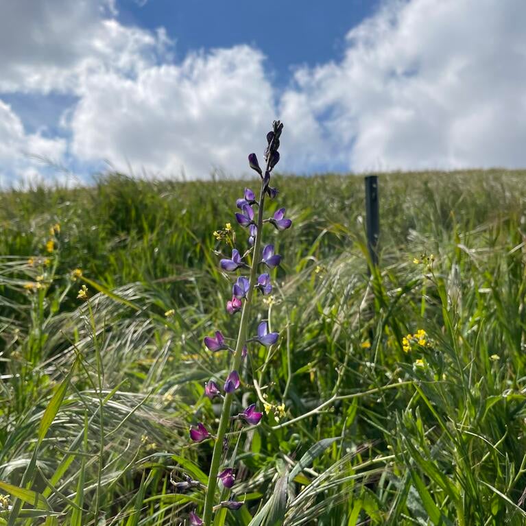 struggling wildflower