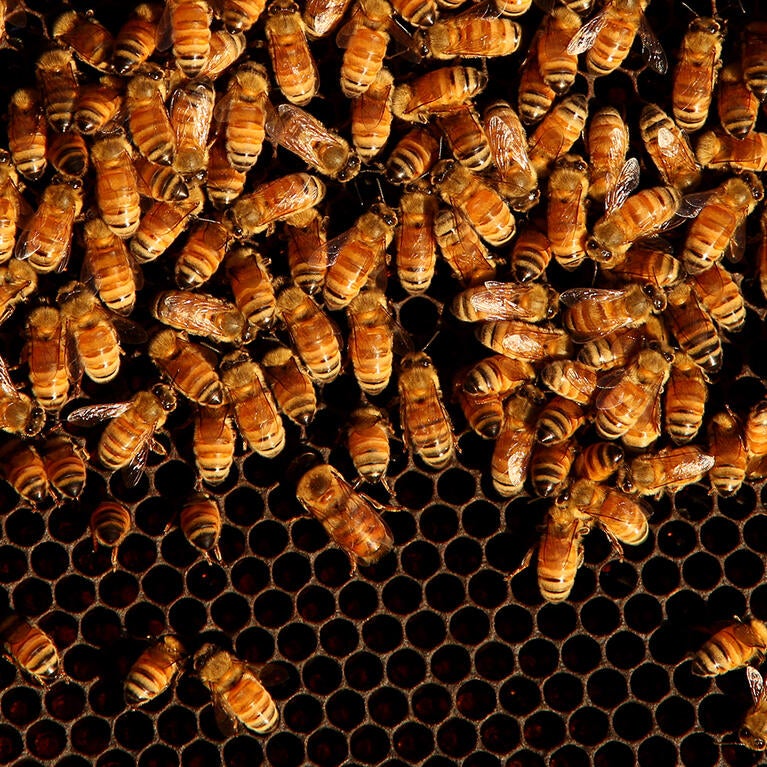 Bees in a hive