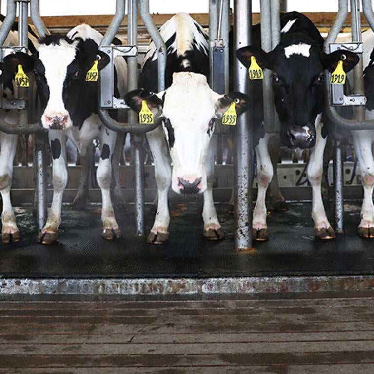 Dairy cattle at Cornell