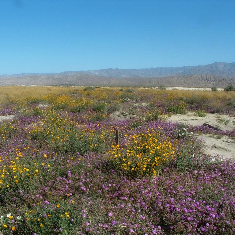 Desert flowers
