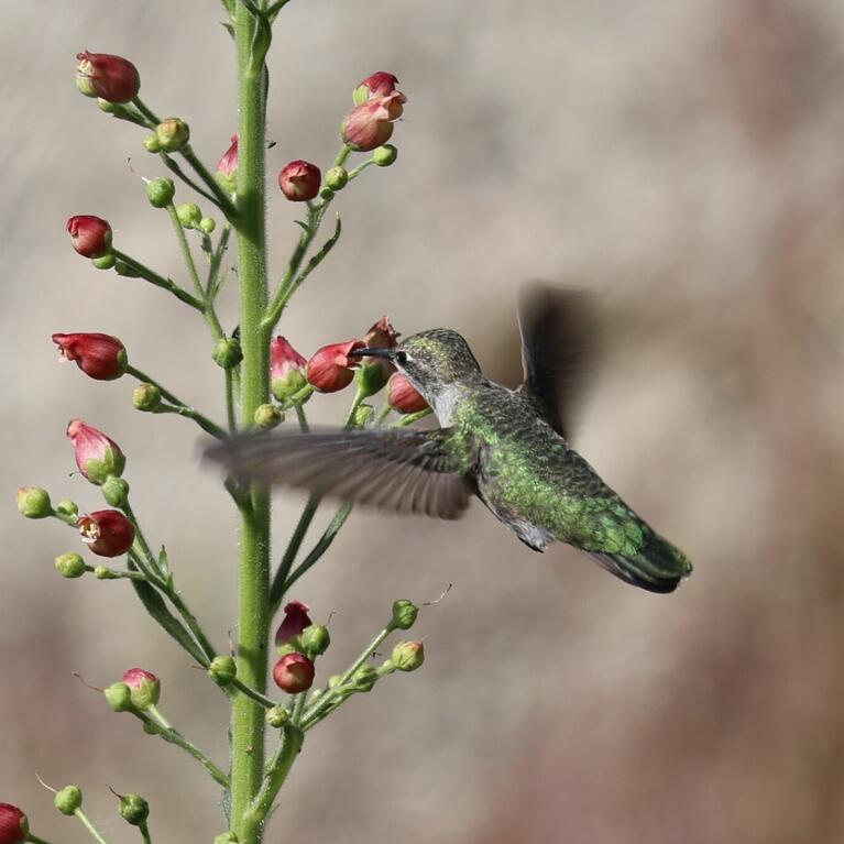 hummingbird at flower