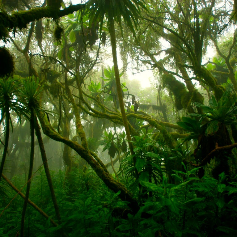 tropical forest