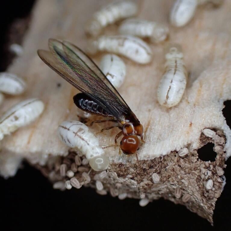 drywood termite colony