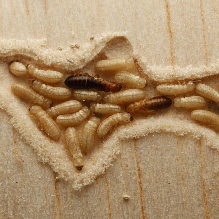 termite colony in wood