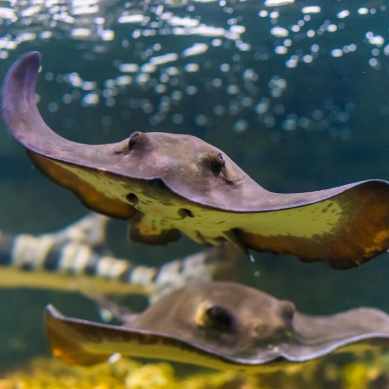Swimming stingray