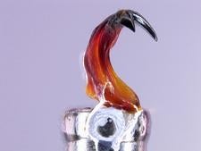 A chiton tooth showing magnetite cusp,