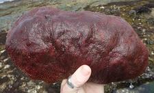 Gumboot chiton
