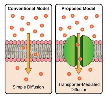 Transporter-mediated diffusion model
