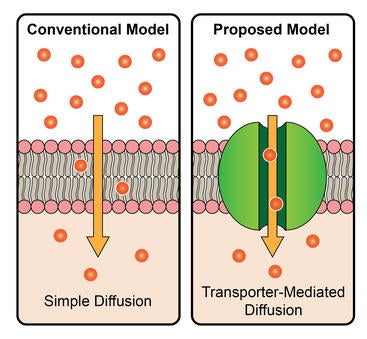 an illustration of the traditional and proposed mechanisms by which steroid hormones are imported into cells.