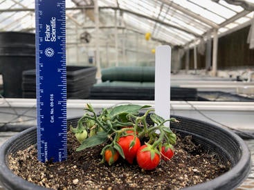 Miniature tomatoes for growing on the International Space Station