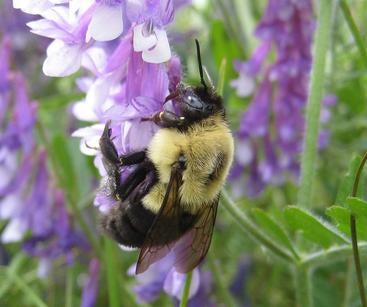 B. impatiens foraging (photo by Jim Whitfield)