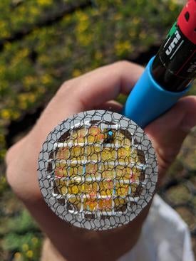 Marking a sweat bee with a paint pen