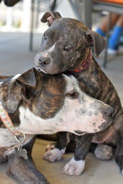 A pit bull puppy nuzzling its mother credit Mispits Photography