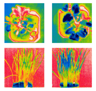 antabactin increasing transpiration