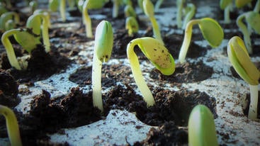seedlings