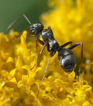 formica ant