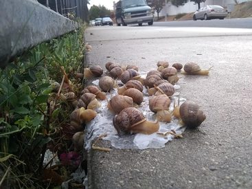 Snails on litter