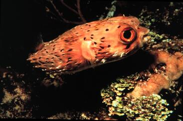 resting balloonfish