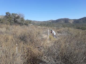 sampling dryland soil