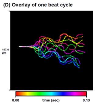 sperm flagellum movement