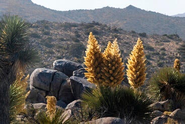 Yucca flowers