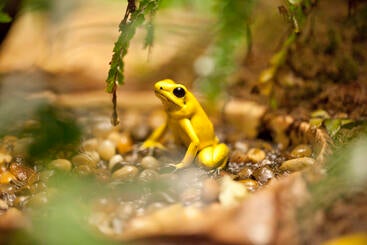 Golden poison frog