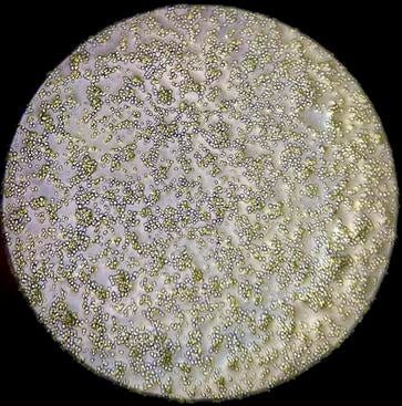 Bd spores on a plate