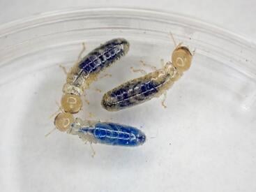 termites with chemical