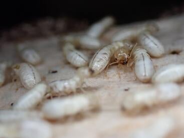 termite colony