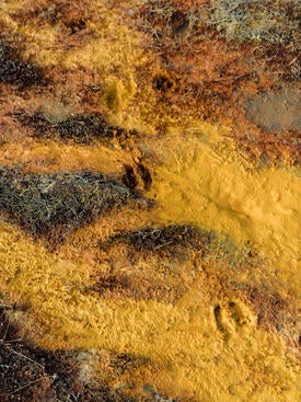 hoof prints in the contaminated mud