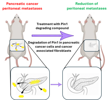Treatment with Pin1