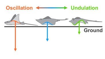 varying types of stingray fin movements 