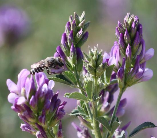 a picture of a bee on a flower.