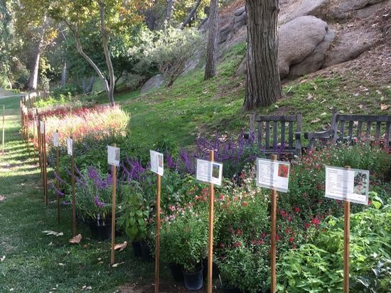Plants for sale at the botanic gardens