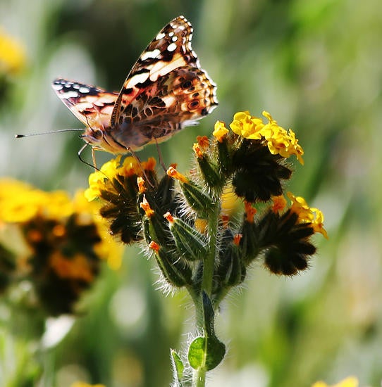 painted lady butterfly
