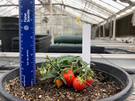 Miniature tomatoes for growing on the International Space Station