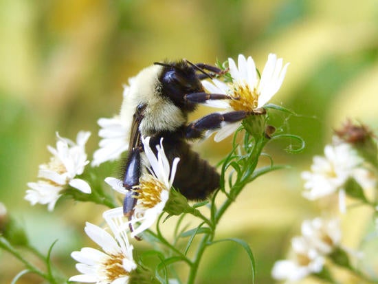bombus impatiens 