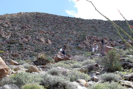 Looking for native bees in a habitat very similar to the original 1970s sampling site. (Holly Ober/UC Riverside)